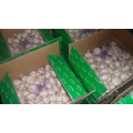 Garlic/Fresh garlic/ Fresh Jinxiang garlic